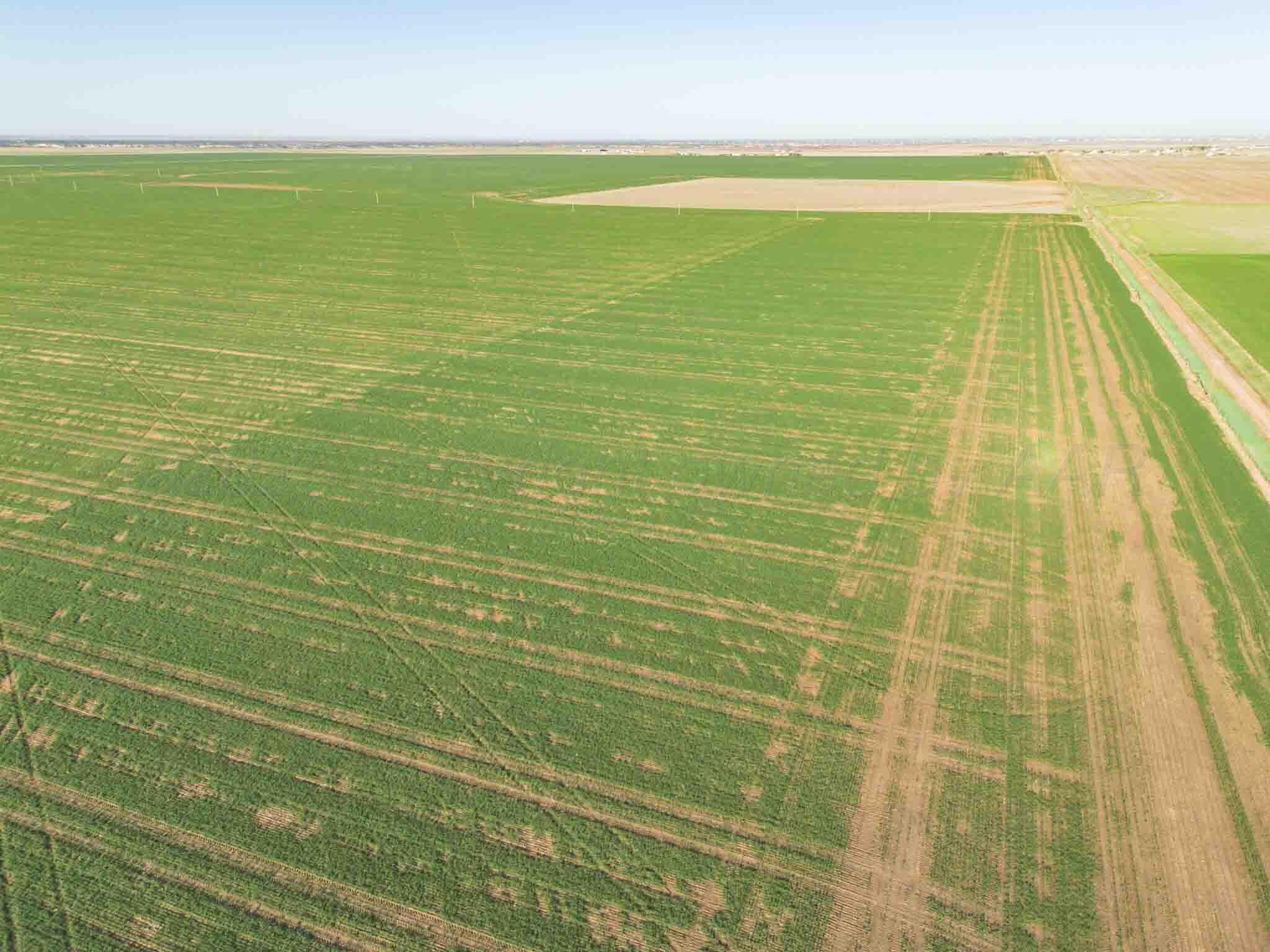 1-275.4 1-275.4 Acres Pullman Road Claude, TX 79019 - Photo 11 of 46 Friemel_NW-7