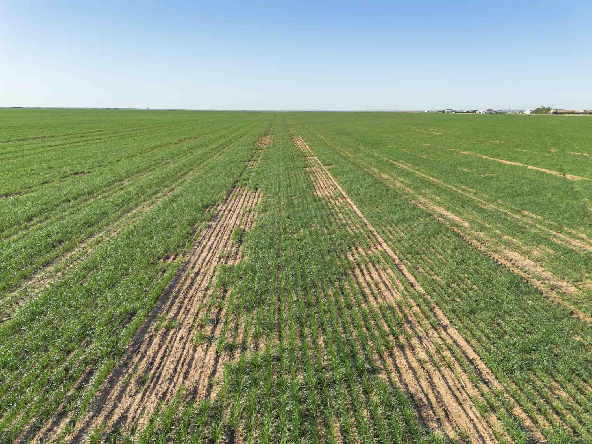 1-275.4 1-275.4 Acres Pullman Road Claude, TX 79019 - Photo 21 of 46 Friemel_NW-17