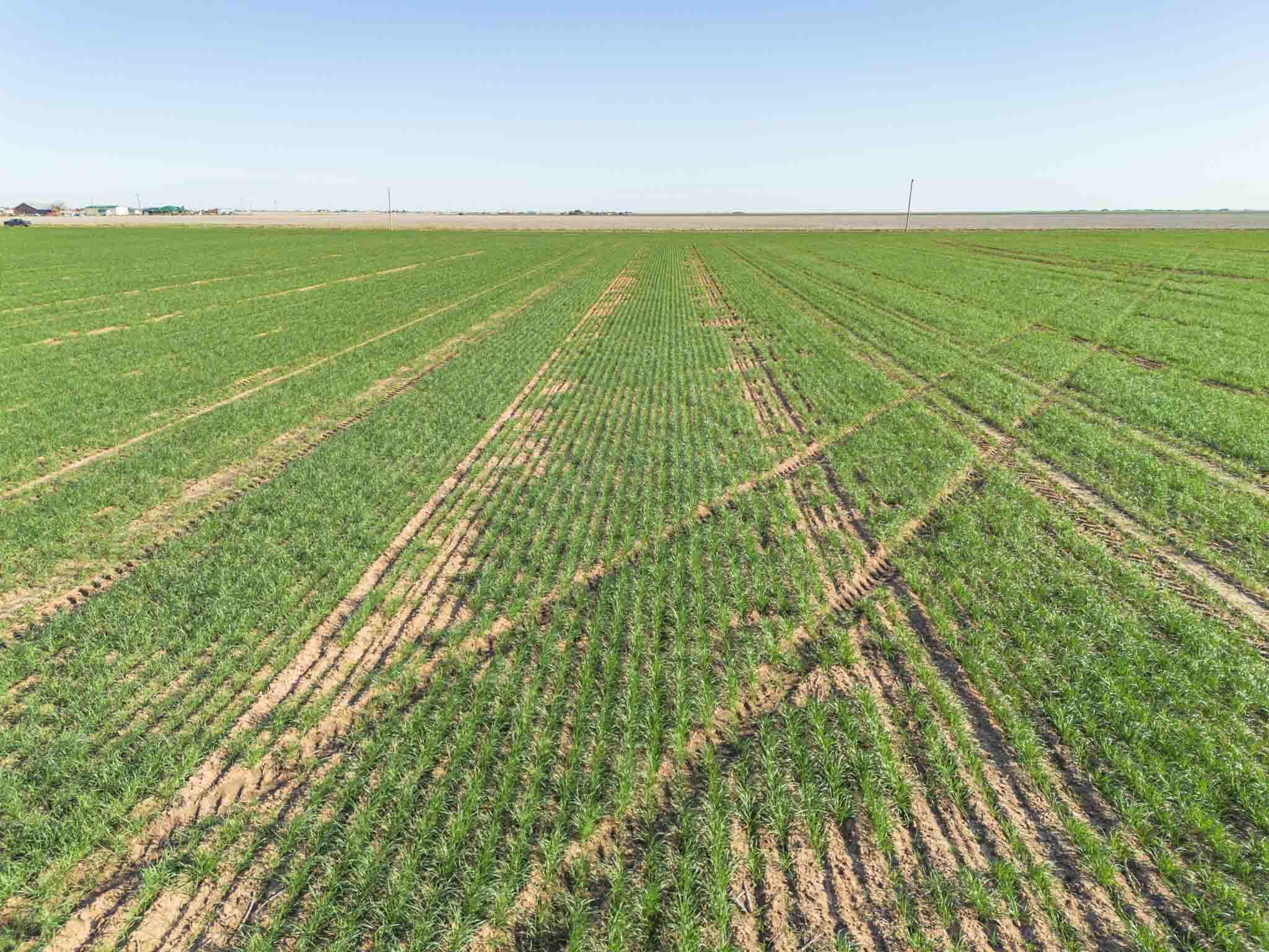 1-275.4 1-275.4 Acres Pullman Road Claude, TX 79019 - Photo 22 of 46 Friemel_NW-18