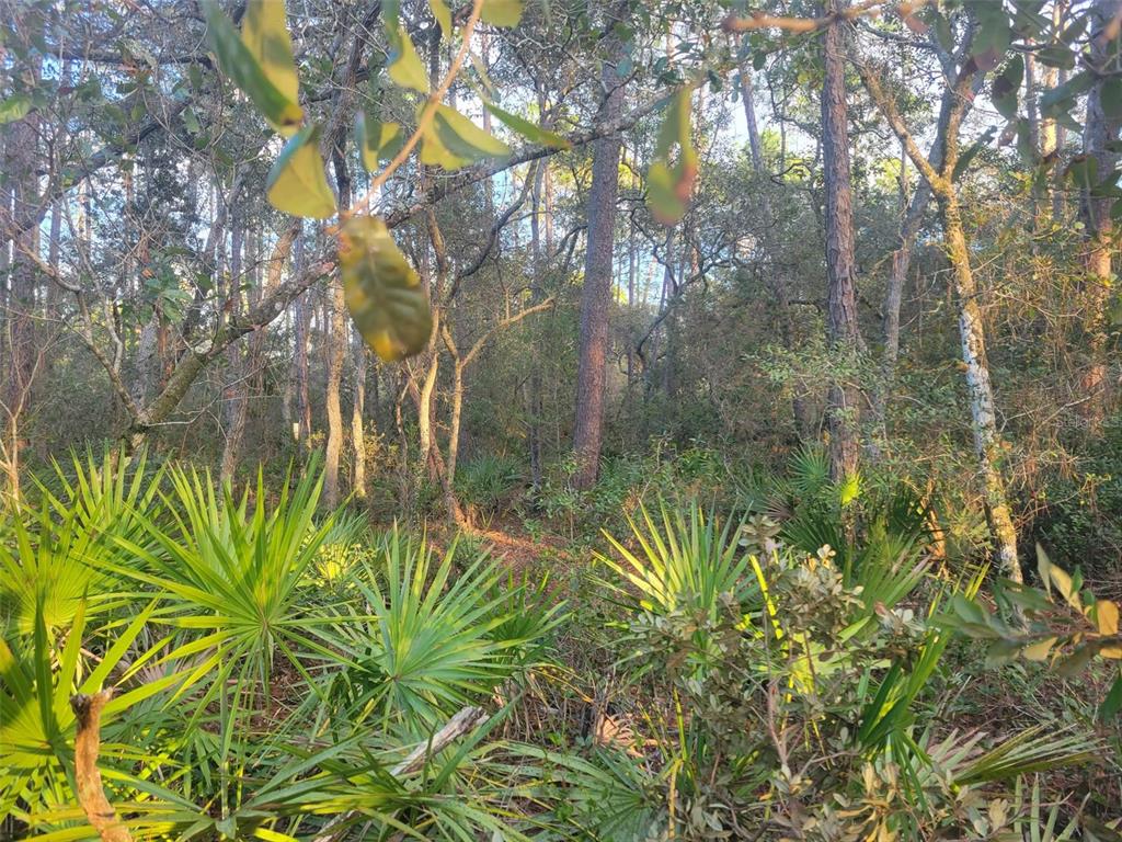 408 Whispering Pines Road Georgetown, FL 32139 - Photo 1 of 1 Gallery Image 1
