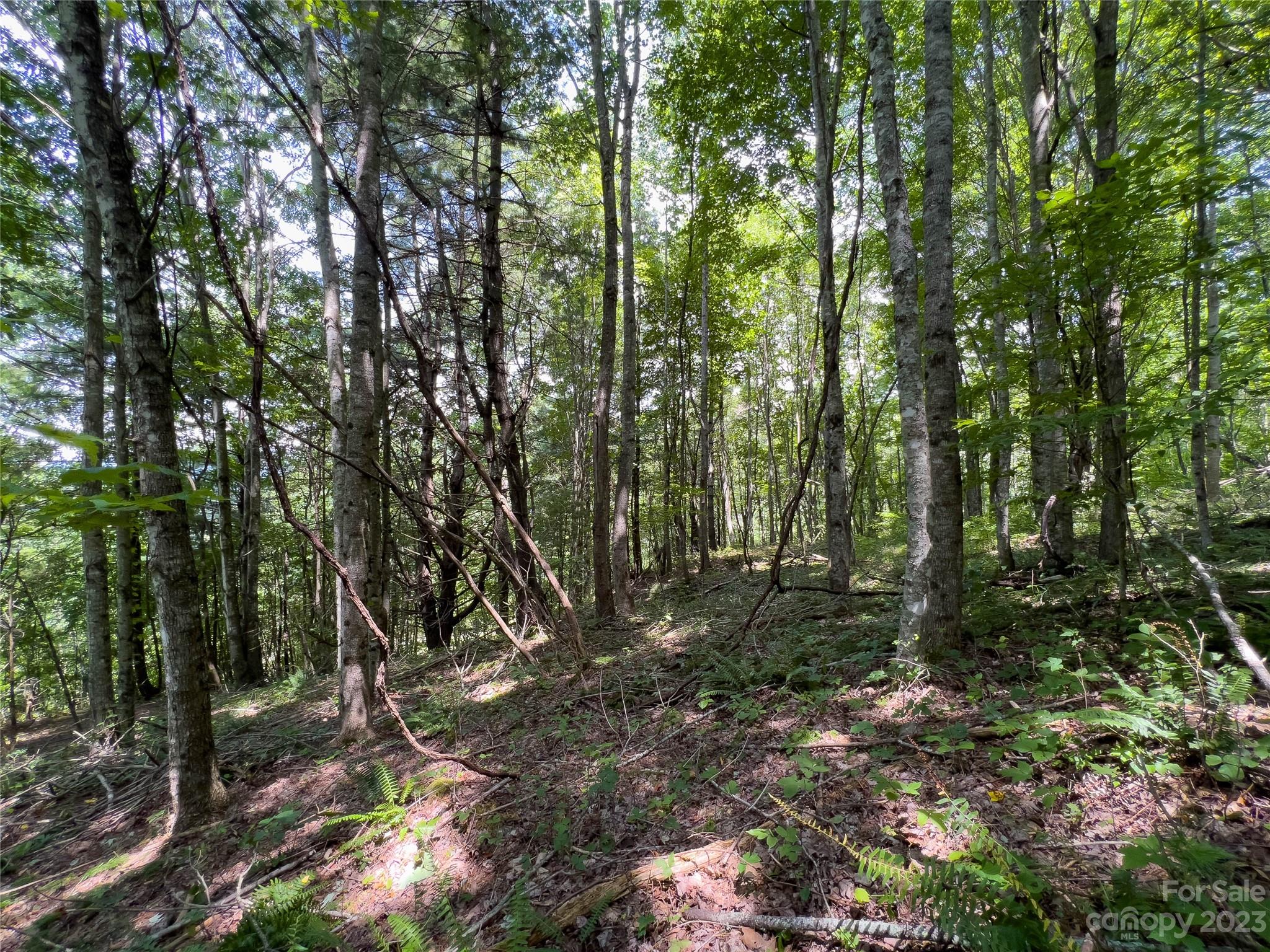 0 Grapevine Cove Clyde, NC 28721 - Photo 5 of 9 a big yard with lots of green space and house