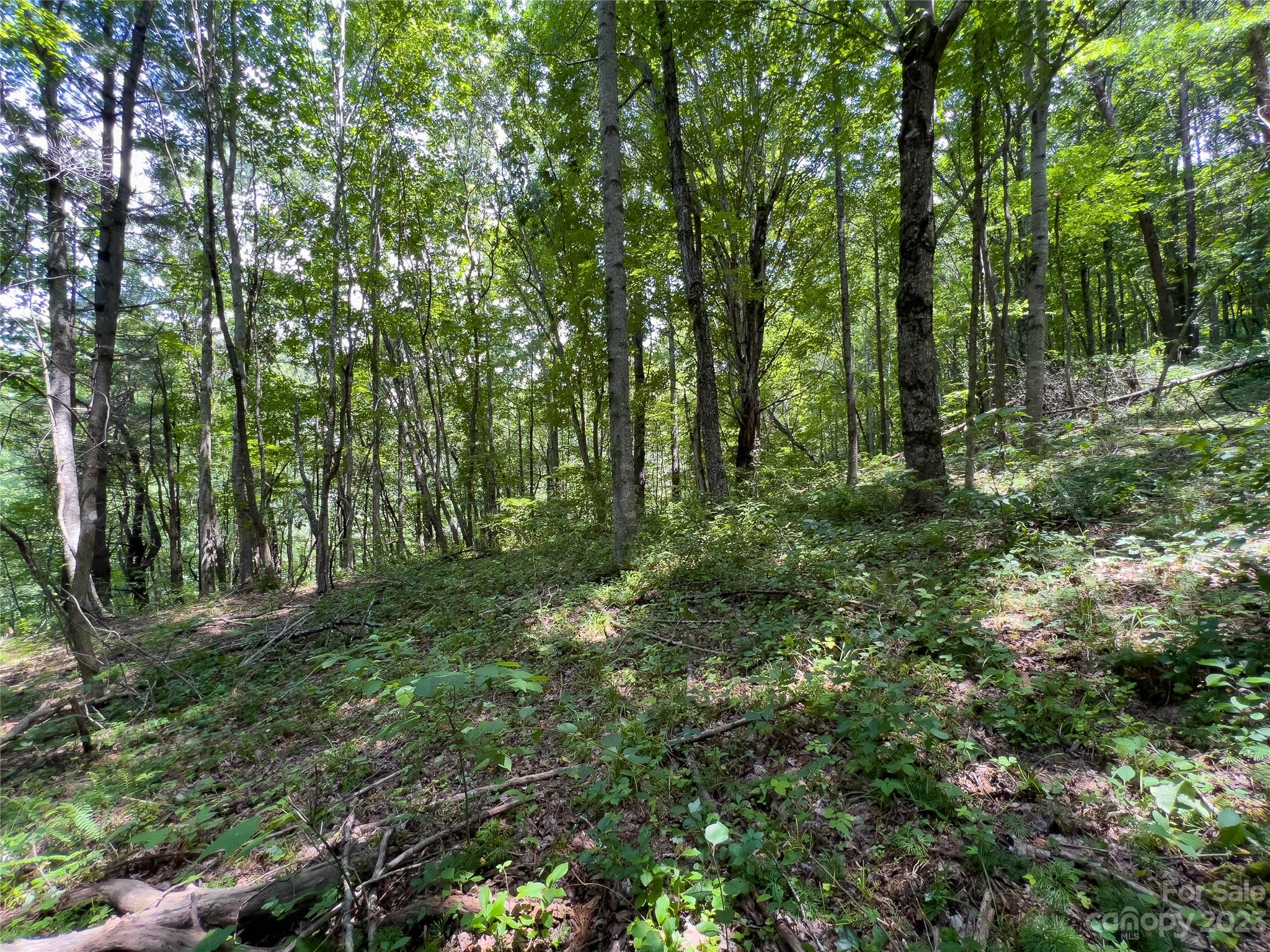 0 Grapevine Cove Clyde, NC 28721 - Photo 6 of 9 a big yard with lots of green space and trees