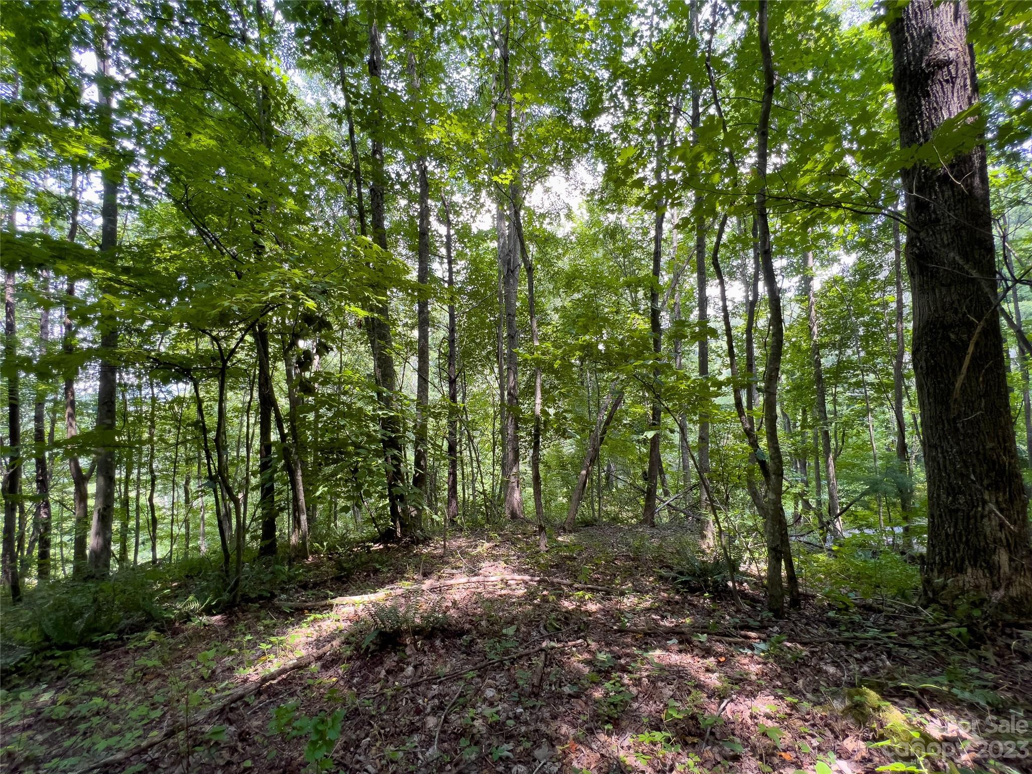 0 Grapevine Cove Clyde, NC 28721 - Photo 7 of 9 a view of outdoor space and green space