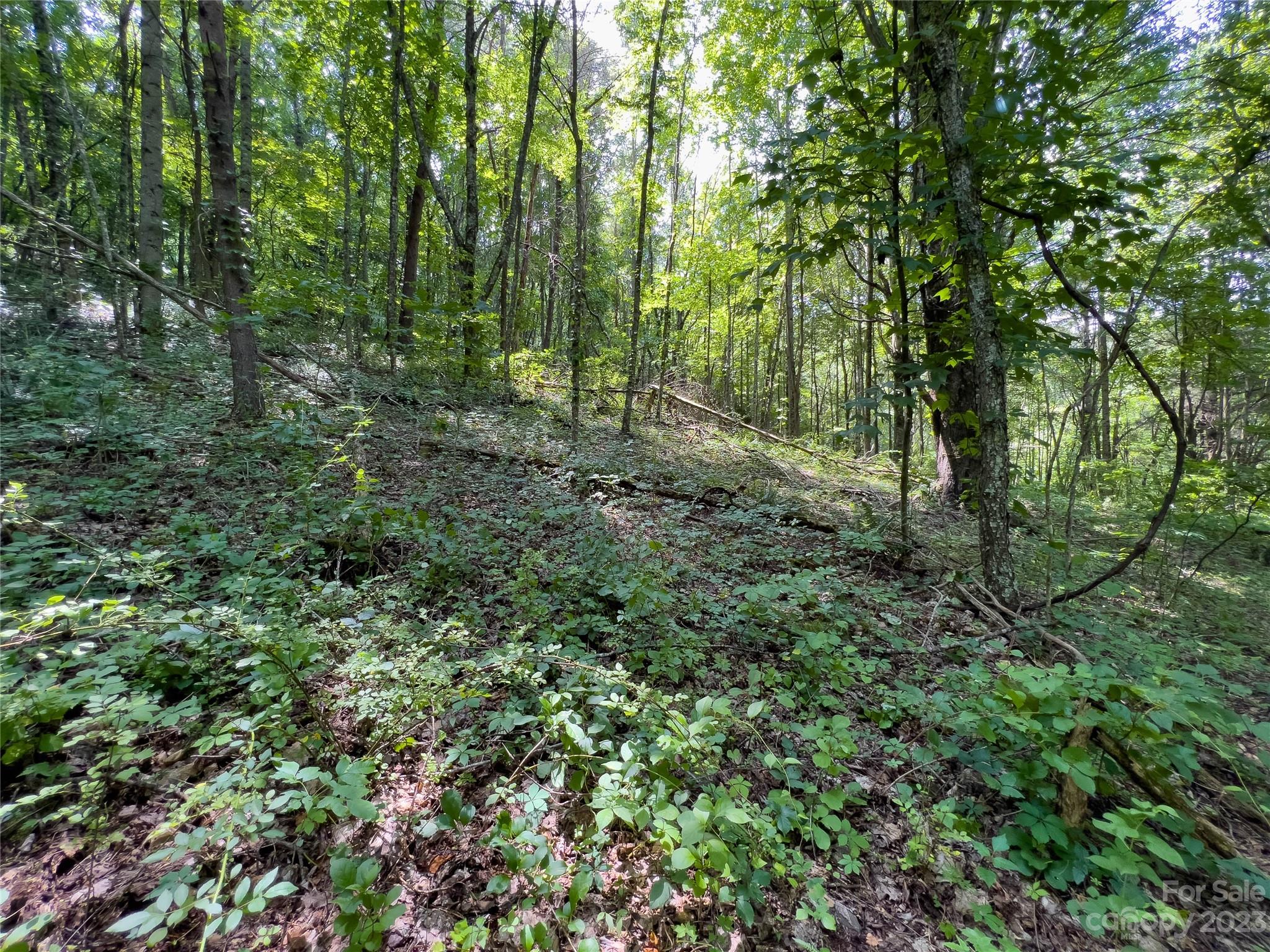 0 Grapevine Cove Clyde, NC 28721 - Photo 8 of 9 a view of a forest with trees in the background