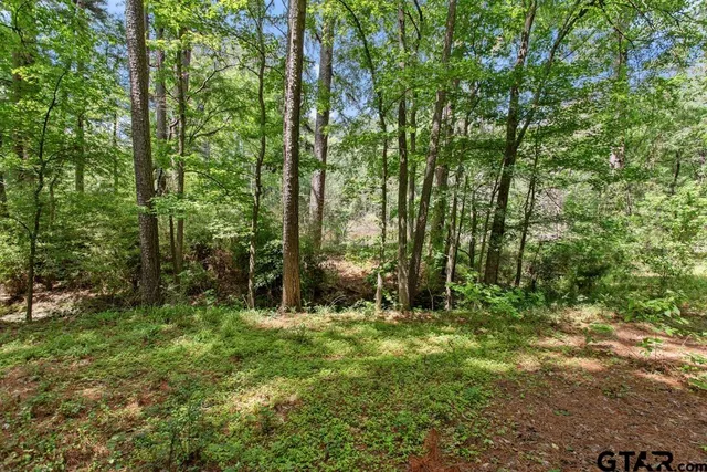 a view of a forest with trees in the background