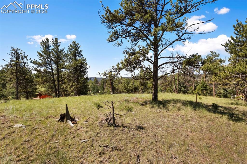 234 Wahsatch Road Florissant, CO 80816 - Photo 35 of 44 a view of a yard with large trees