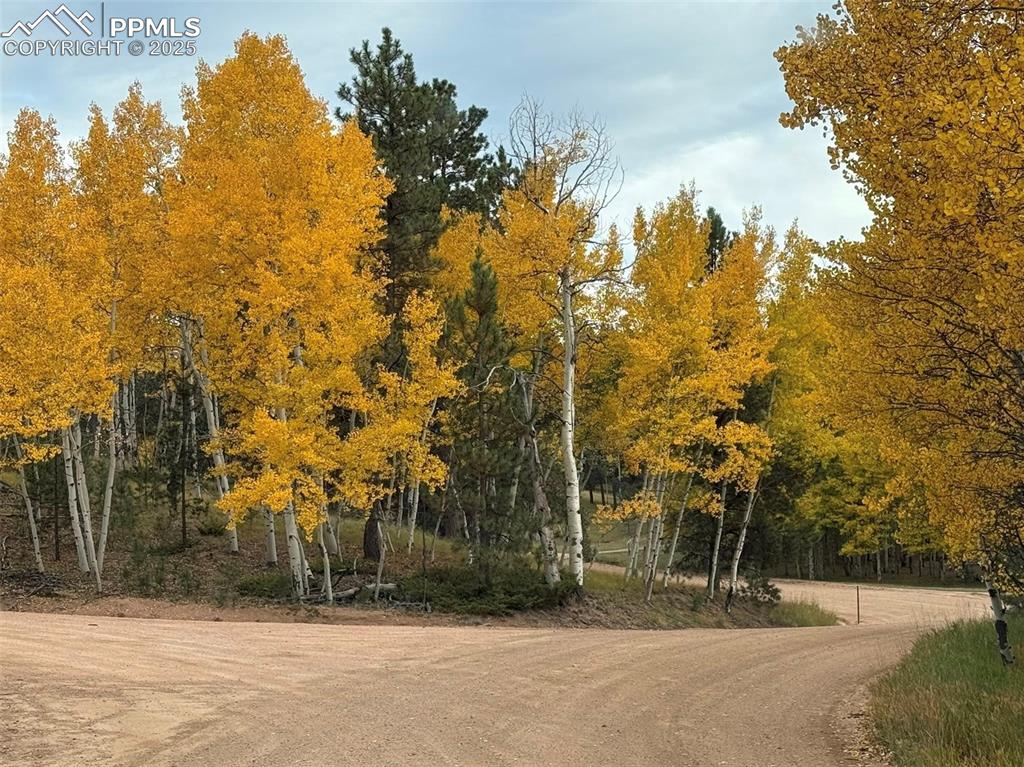 234 Wahsatch Road Florissant, CO 80816 - Photo 41 of 44 a view of outdoor space and trees