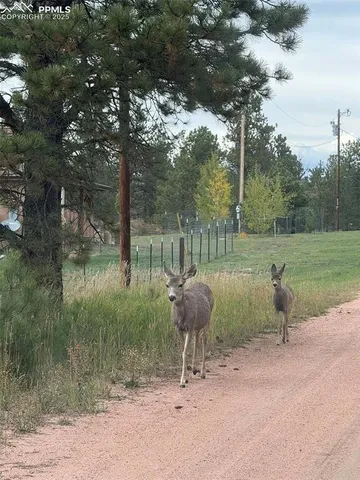 a view of a dry yard