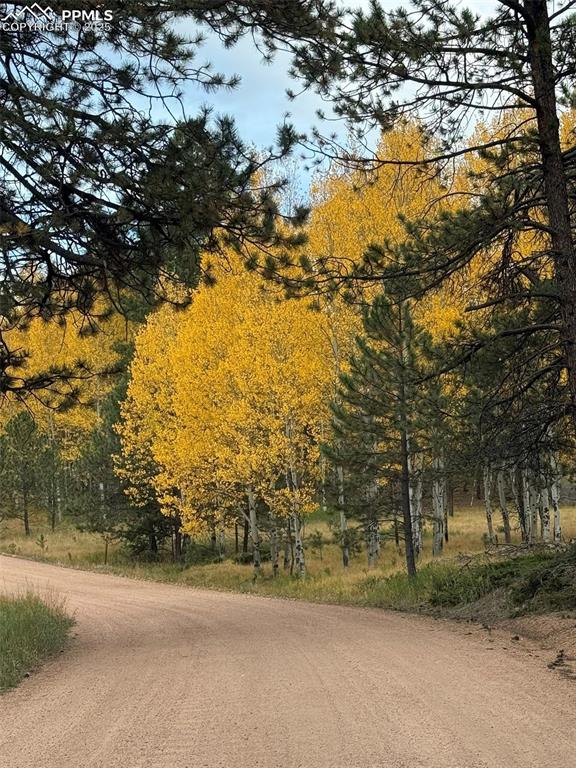 234 Wahsatch Road Florissant, CO 80816 - Photo 43 of 44 a view of a yard with a tree