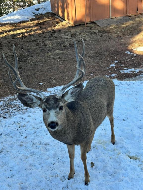 234 Wahsatch Road Florissant, CO 80816 - Photo 7 of 44 a picture of a room