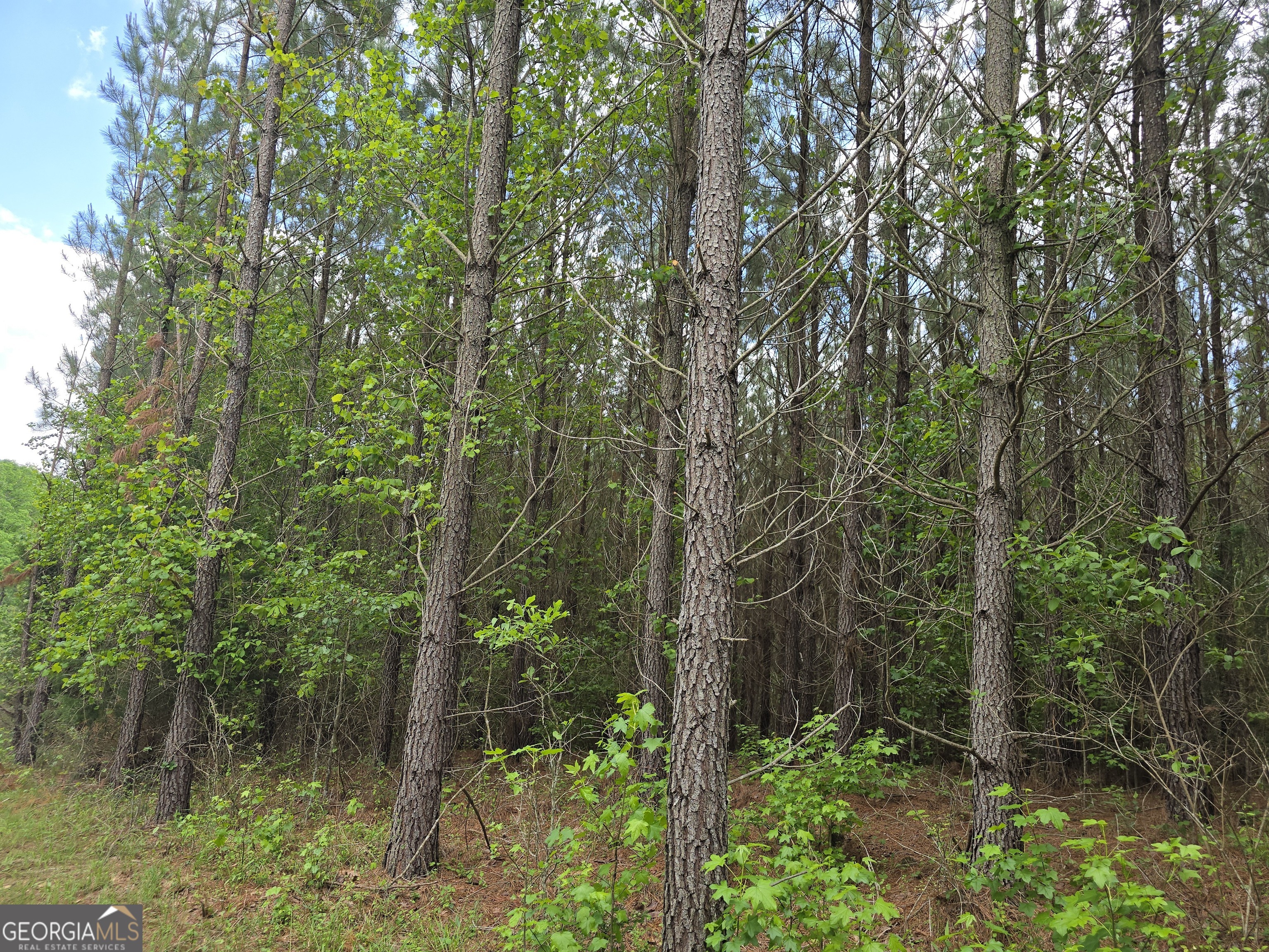 0 Davis Lake Road Thomaston, GA 30286 - Photo 11 of 37 a view of a garden