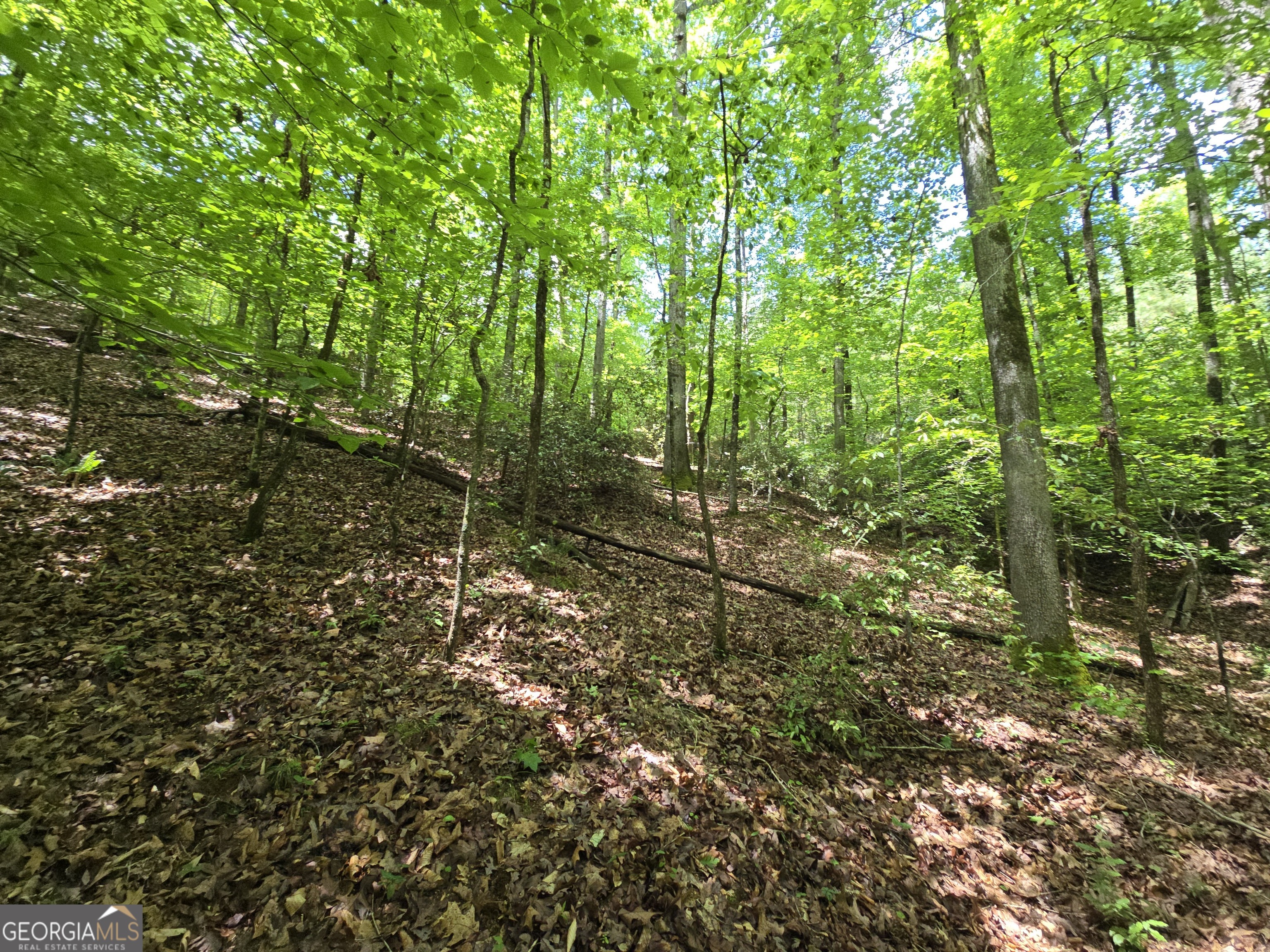 0 Davis Lake Road Thomaston, GA 30286 - Photo 17 of 37 a view of forest