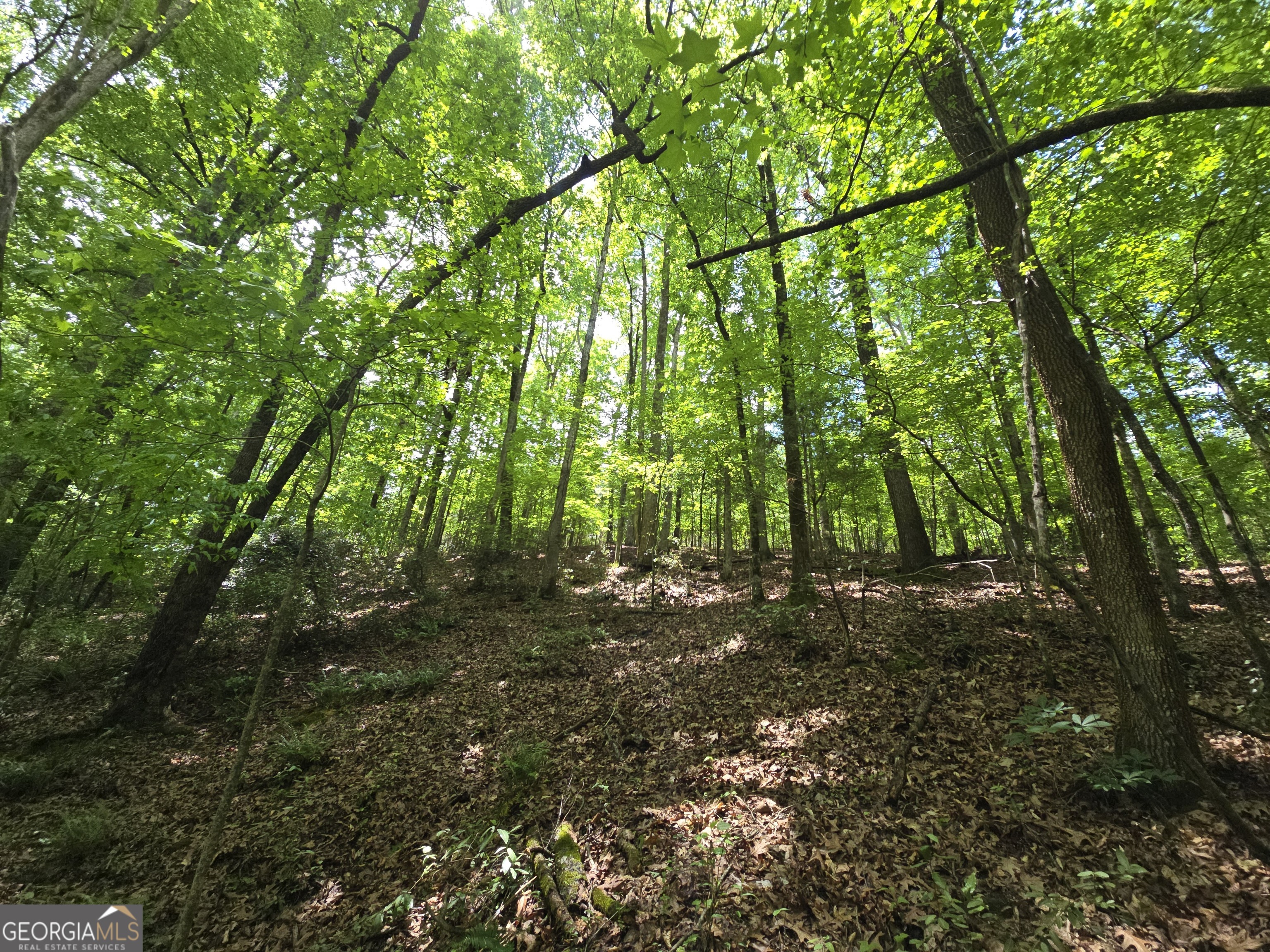 0 Davis Lake Road Thomaston, GA 30286 - Photo 18 of 37 a view of a forest with trees in the background