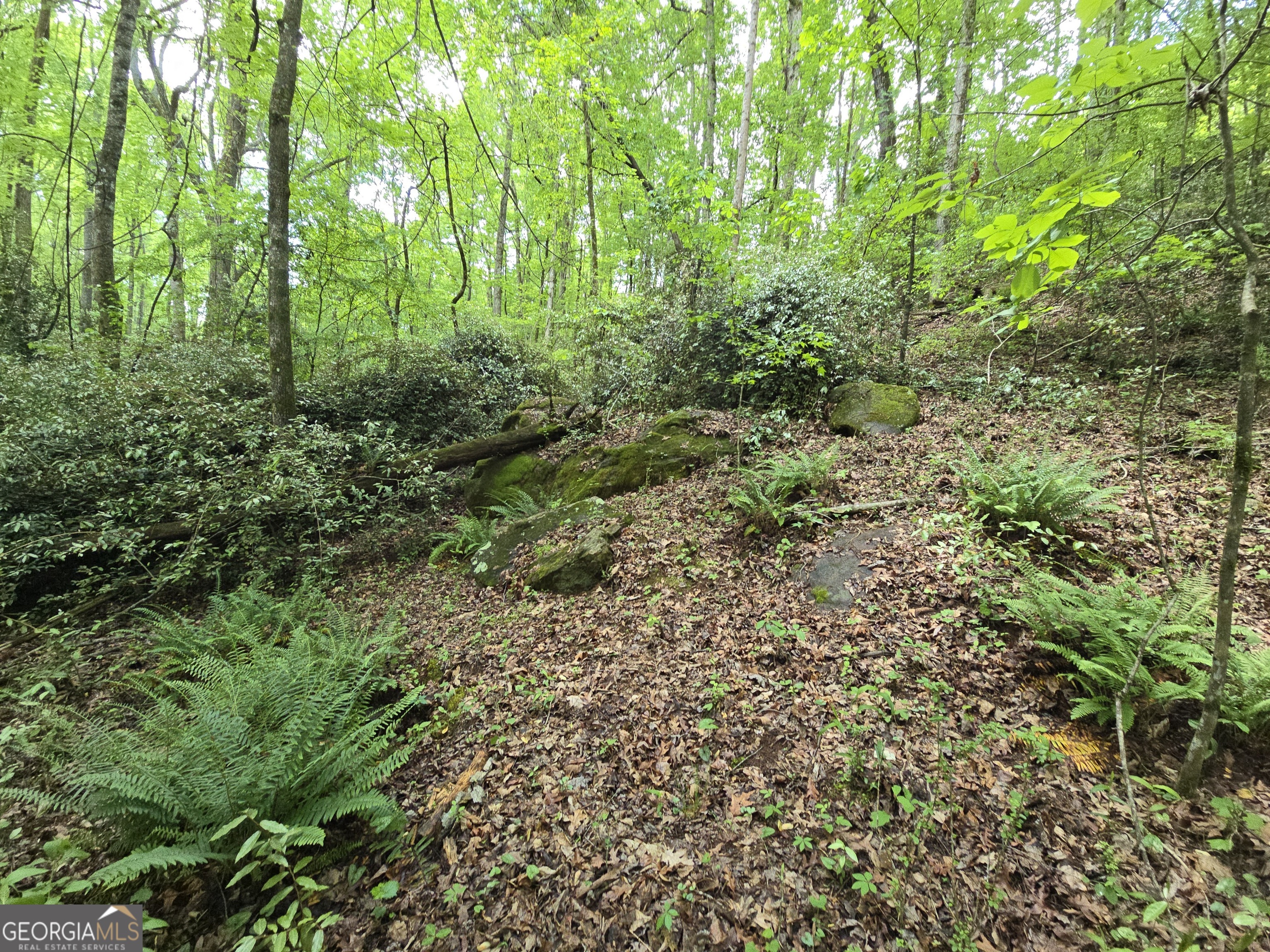 0 Davis Lake Road Thomaston, GA 30286 - Photo 20 of 37 a view of a lush green forest