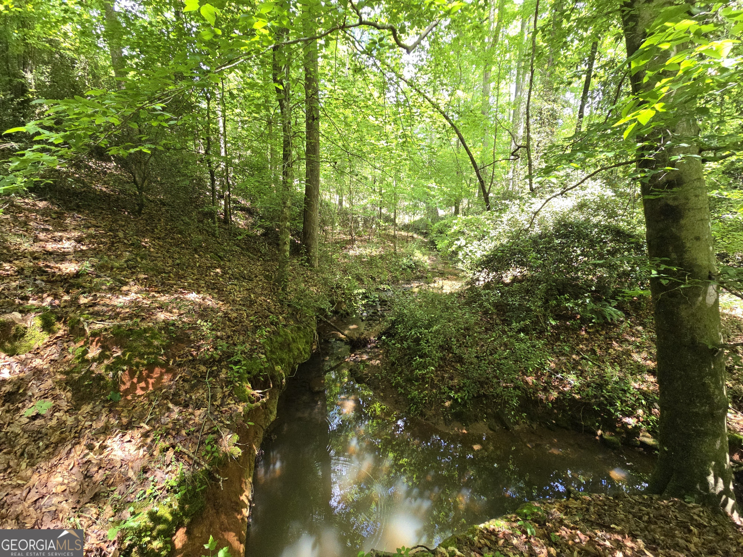 0 Davis Lake Road Thomaston, GA 30286 - Photo 23 of 37 a view of forest