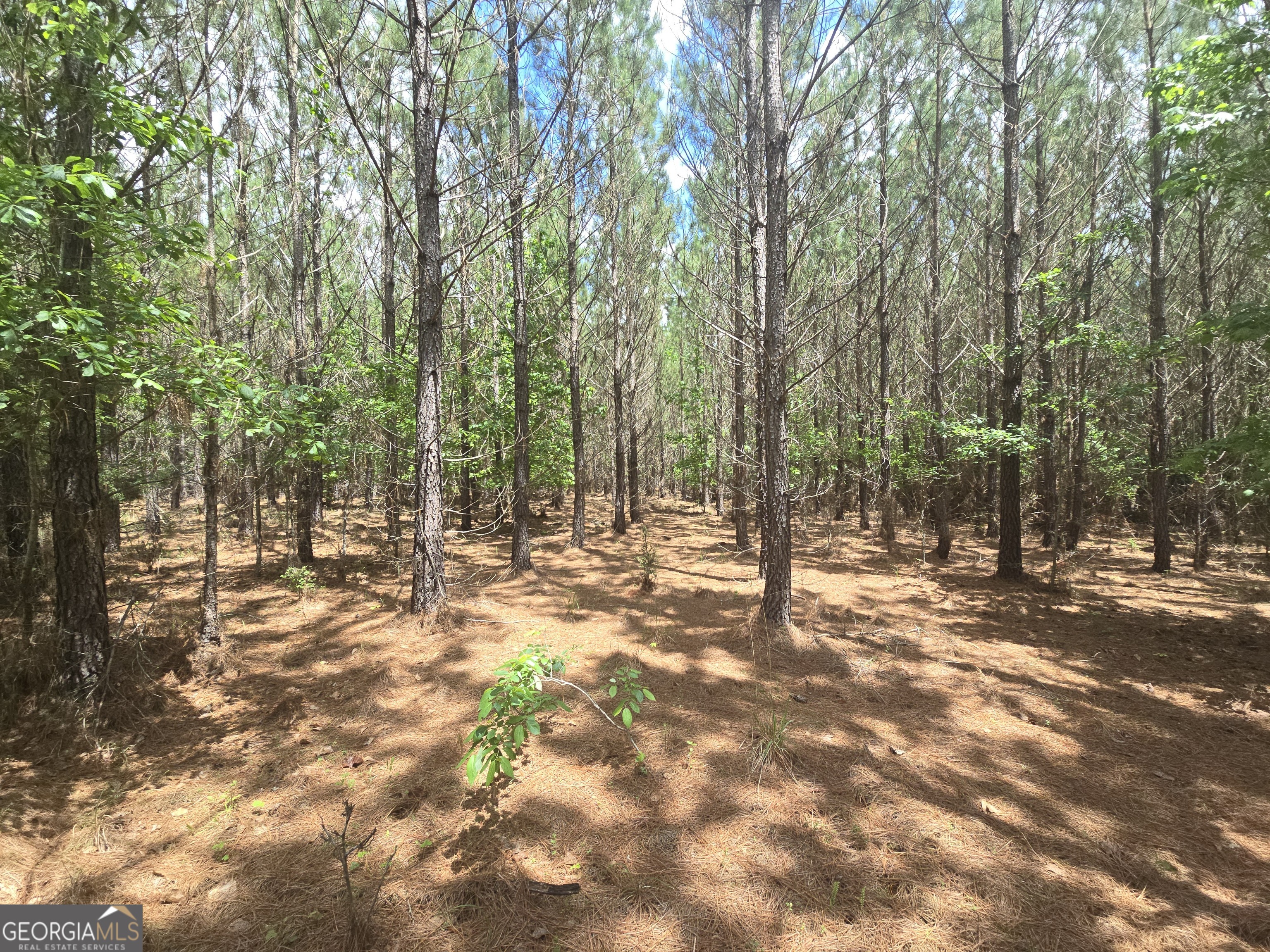 0 Davis Lake Road Thomaston, GA 30286 - Photo 28 of 37 a view of a forest with trees
