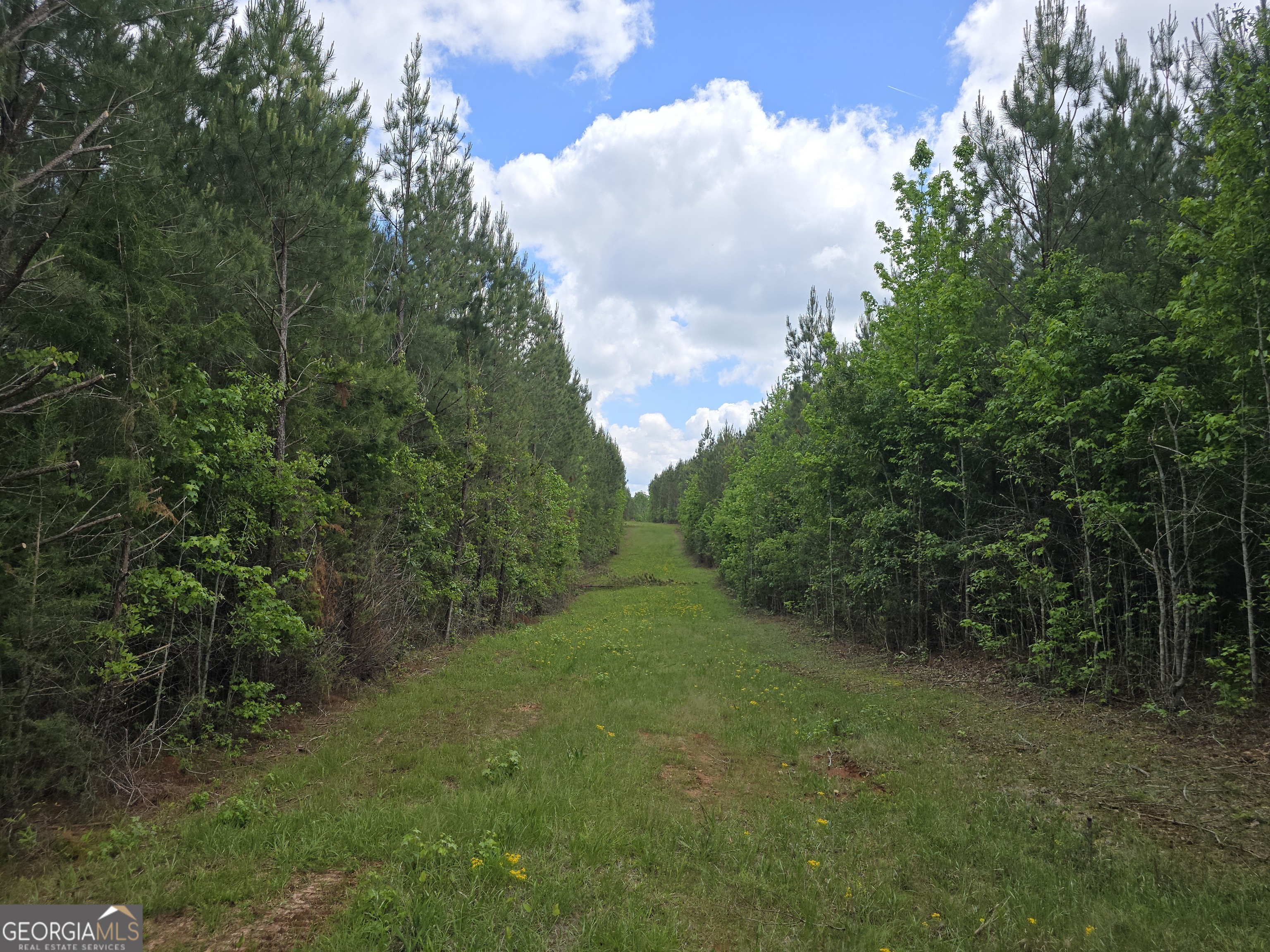 0 Davis Lake Road Thomaston, GA 30286 - Photo 3 of 37 a big yard with lots of green space and deers