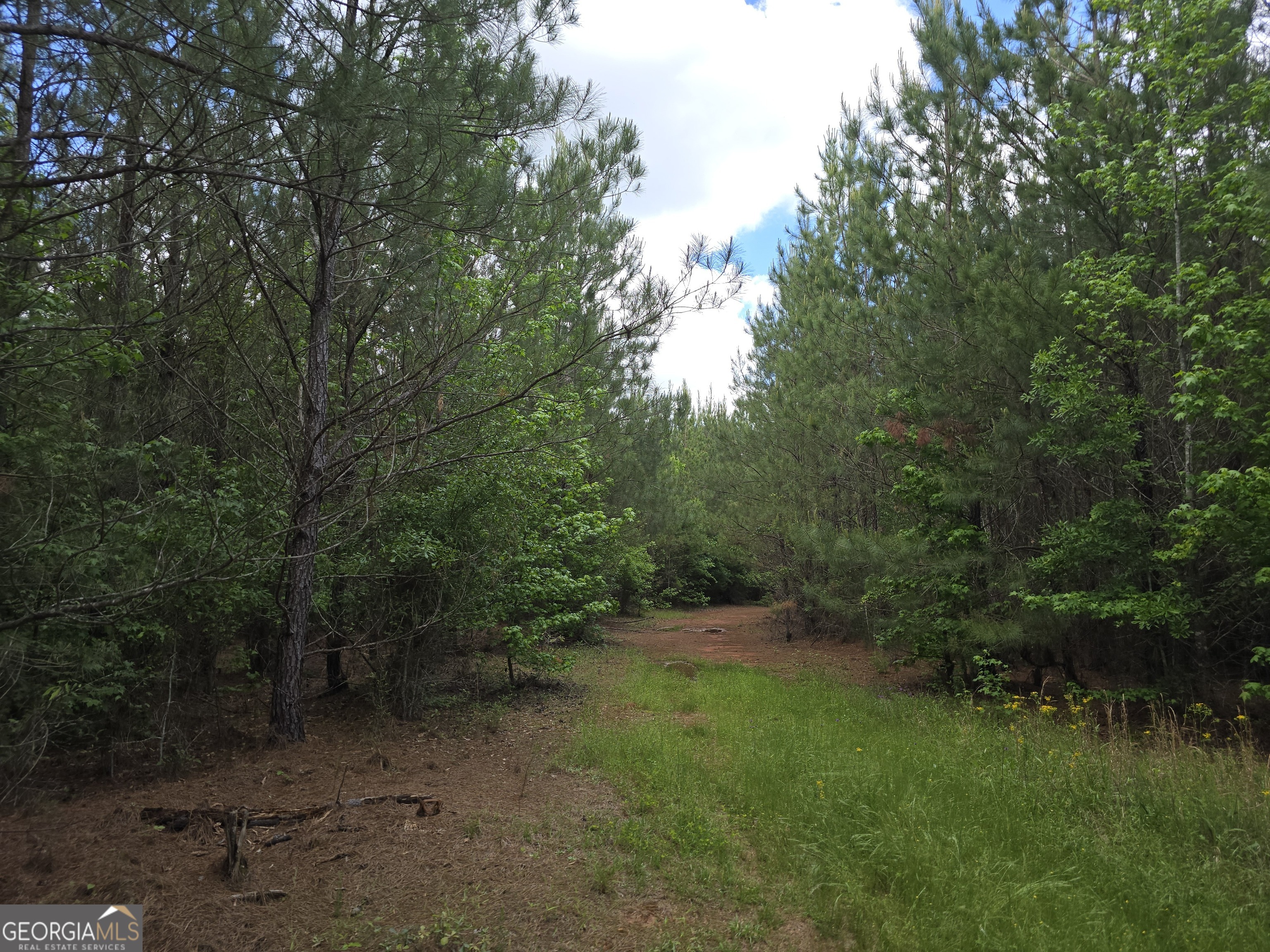 0 Davis Lake Road Thomaston, GA 30286 - Photo 4 of 37 a view of a forest with trees in the background