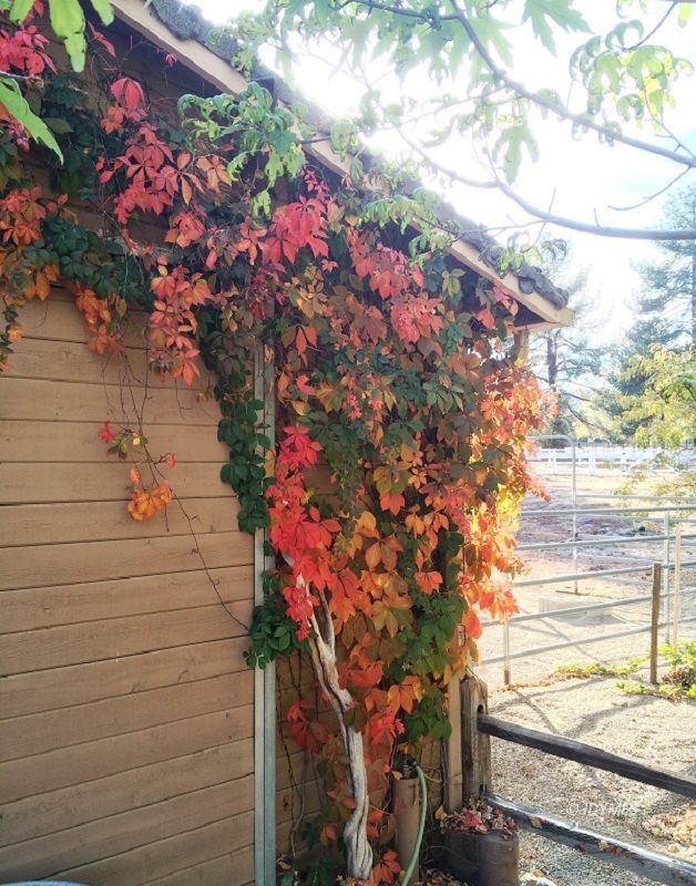 36285 Tool Road Mountain Center, CA 92561 - Photo 32 of 47 a picture of flowers