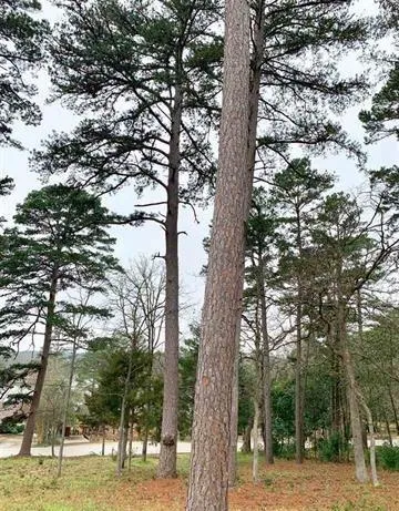 a view of a forest filled with trees