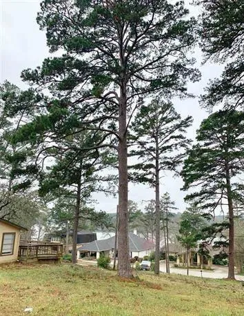 a backyard of a house with large trees and outdoor seating
