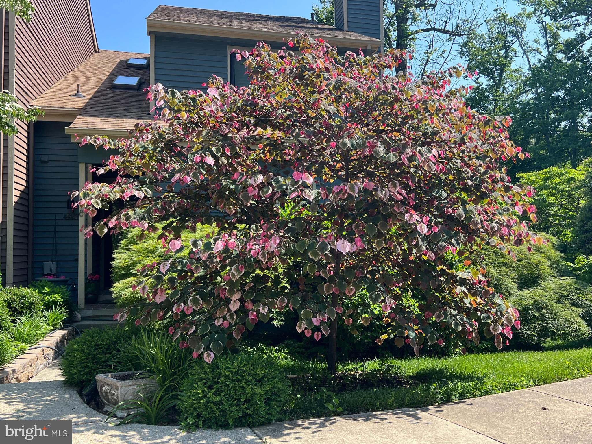 518 Fawns Walk Annapolis, MD 21409 - Photo 10 of 29 a picture of flowers