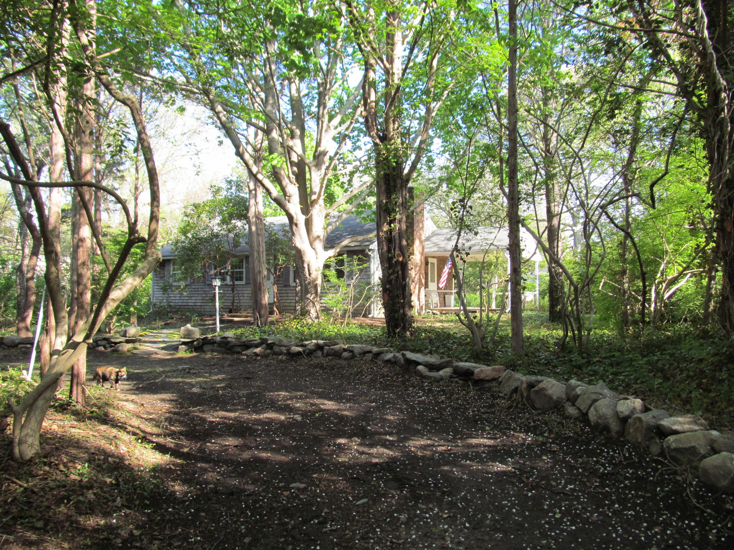 65 Chase Road Falmouth, MA 02540 - Photo 23 of 28 a view of dirt yard with a large tree