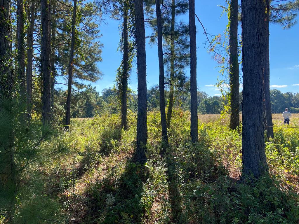 Lot #4 Hill Road Ray City, GA 31645 - Photo 1 of 4 Gallery Image 1
