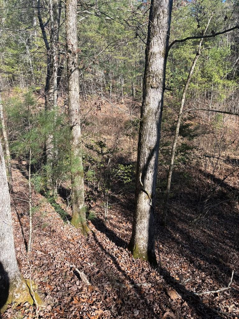 1.03 Deep Frst Road Murphy, NC 28906 - Photo 11 of 28