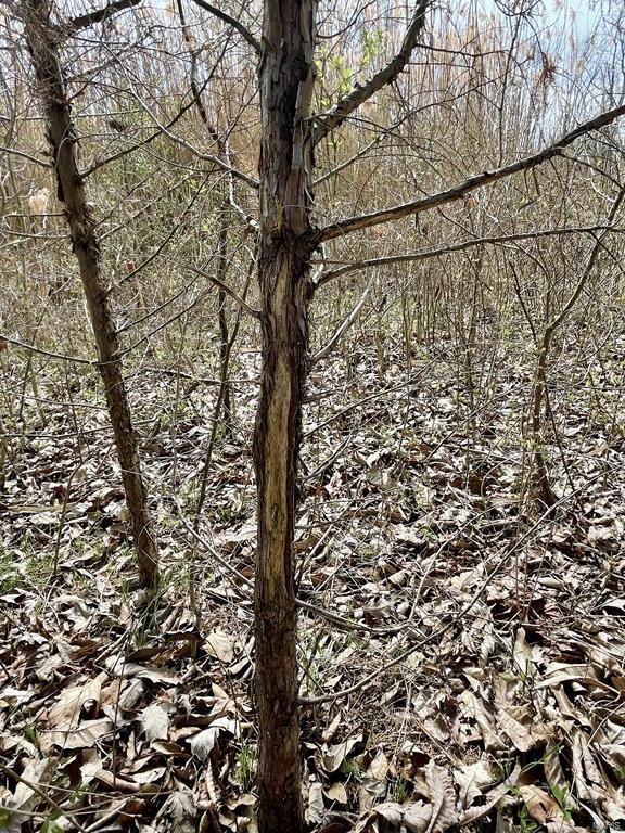 15 Van Buren Road Texico, IL 62889 - Photo 33 of 49