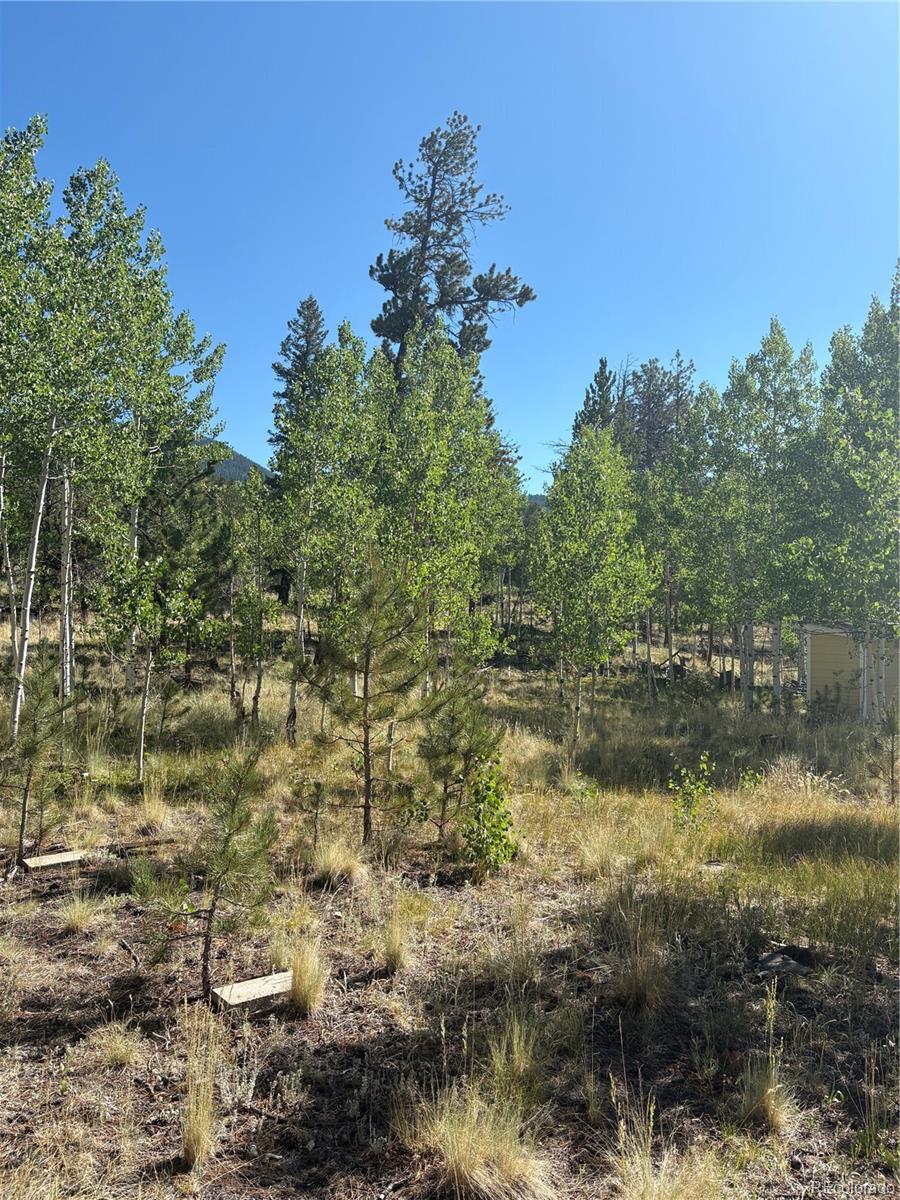 103 Baker Road Bailey, CO 80421 - Photo 4 of 16