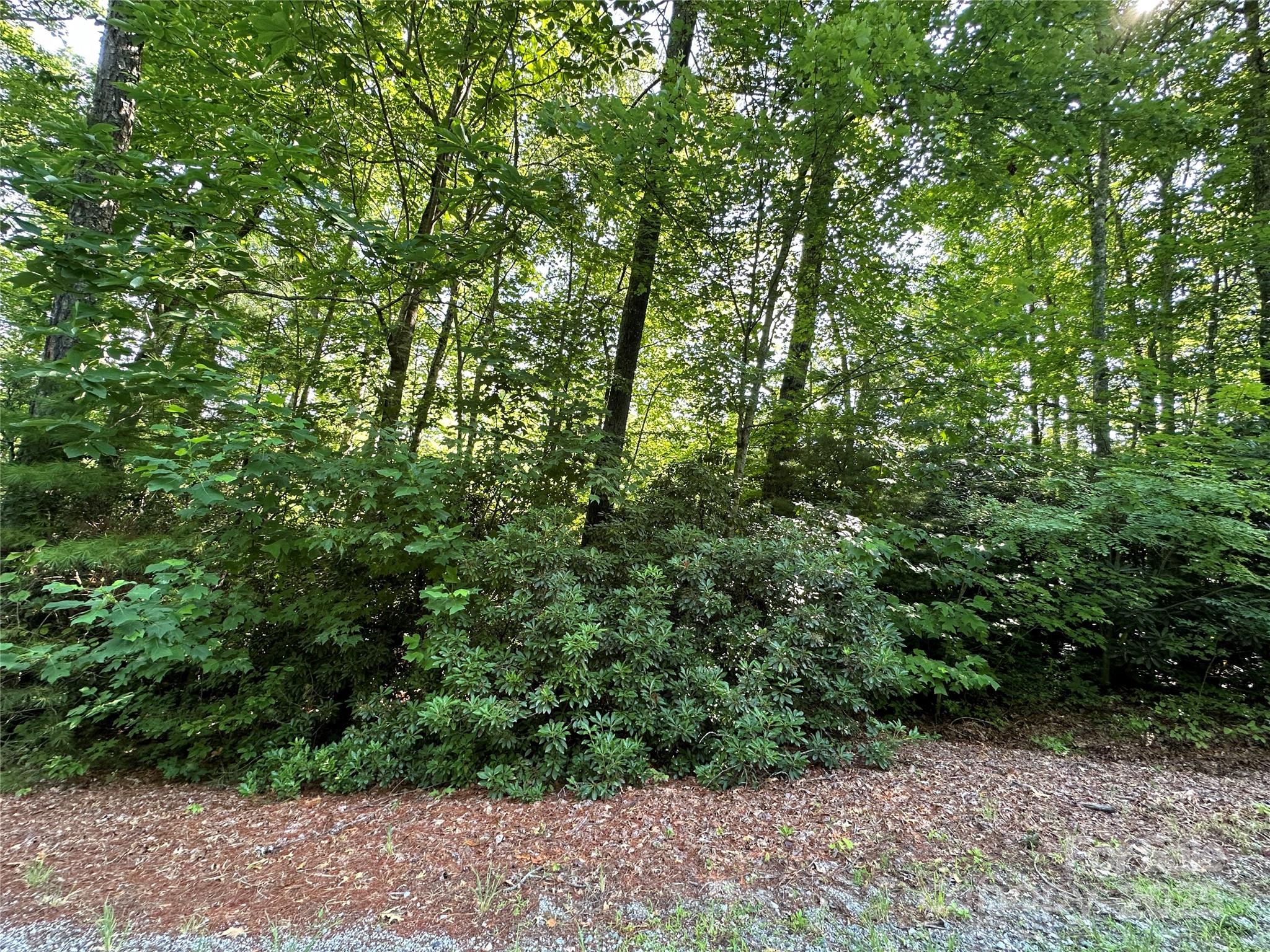 67 Peppervine Circle Rosman, NC 28772 - Photo 2 of 48 a view of a yard with plants and large trees
