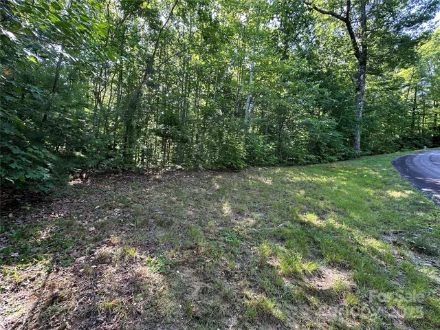 a view of a forest that has a tree