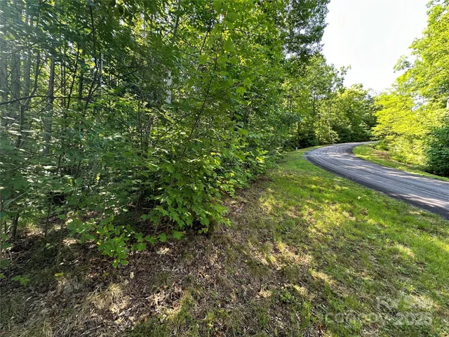a view of a lush green forest