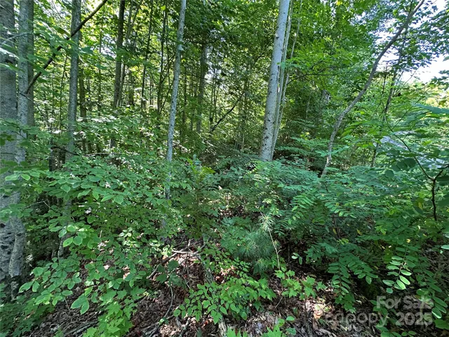 a view of a lush green forest