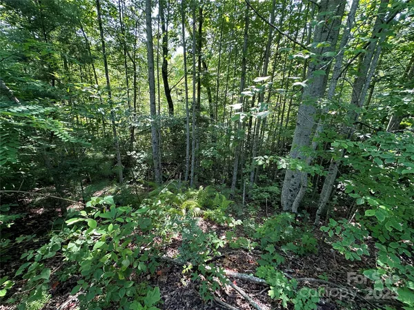 a view of a lush green forest