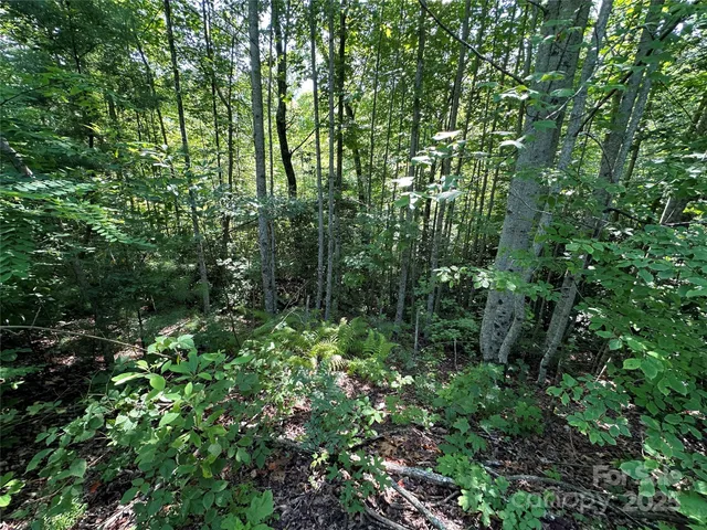 a view of a lush green forest