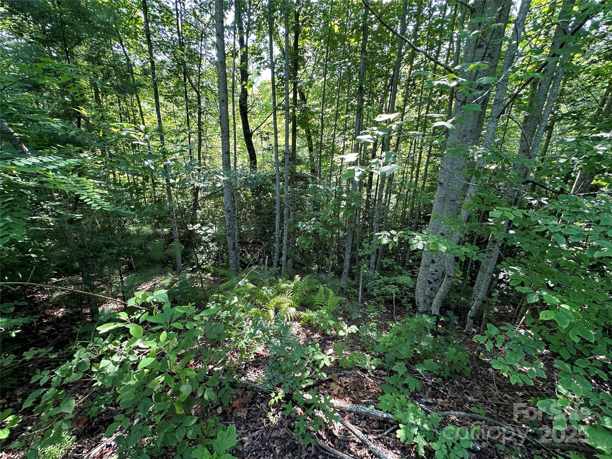 67 Peppervine Circle Rosman, NC 28772 - Photo 34 of 48 a view of a lush green forest