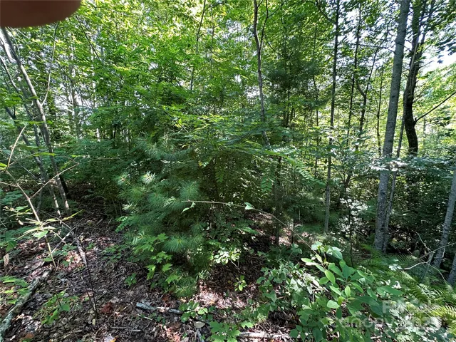 a view of a yard with plants and large trees