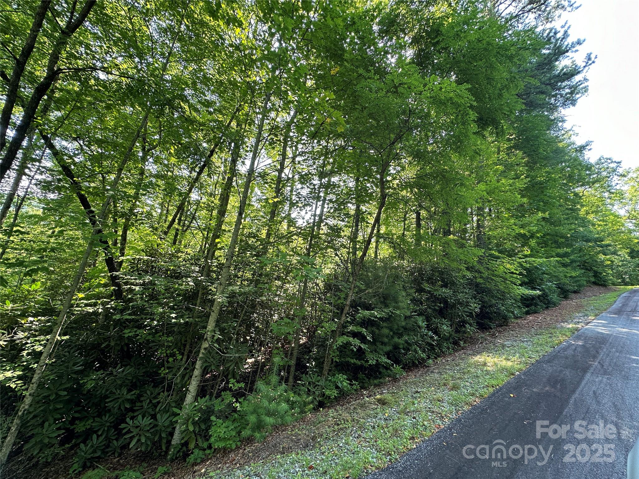67 Peppervine Circle Rosman, NC 28772 - Photo 38 of 48 a view of a yard with plants and large trees