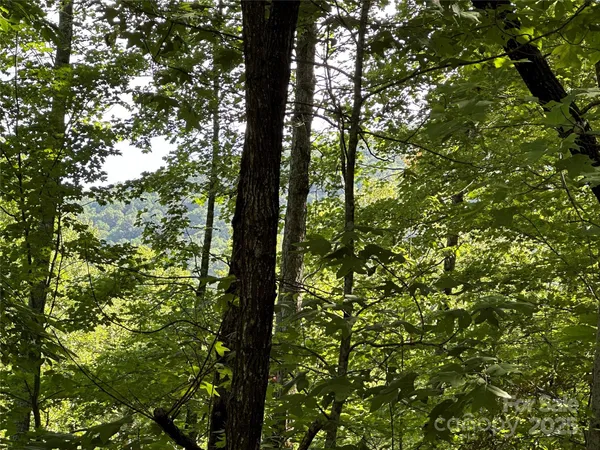 a view of forest