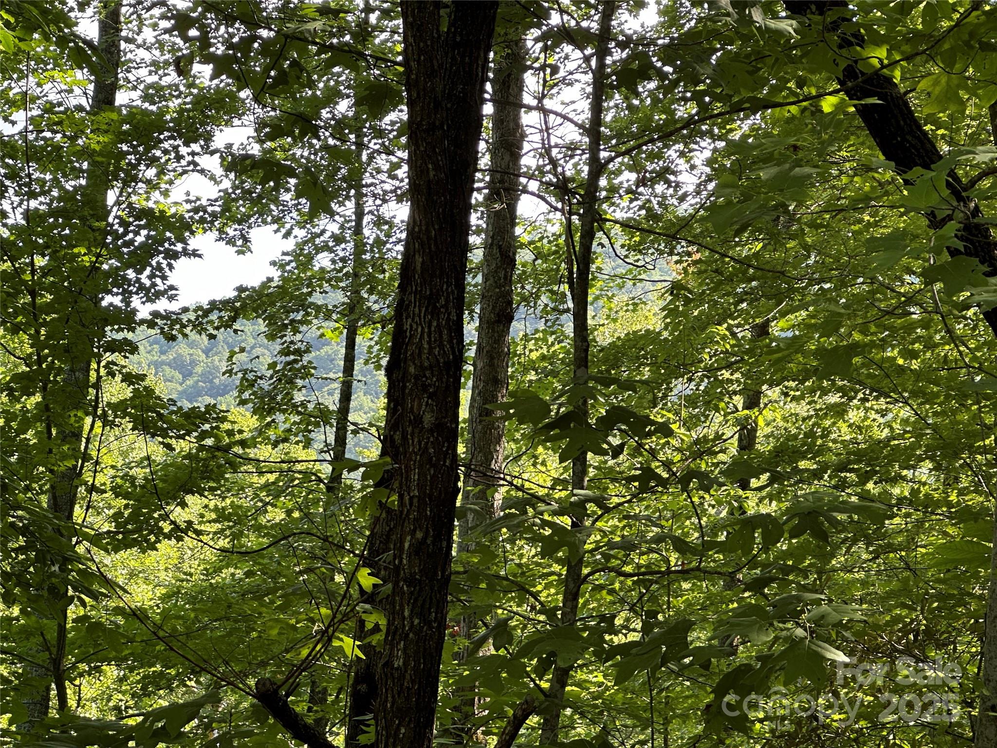 67 Peppervine Circle Rosman, NC 28772 - Photo 4 of 48 a view of forest