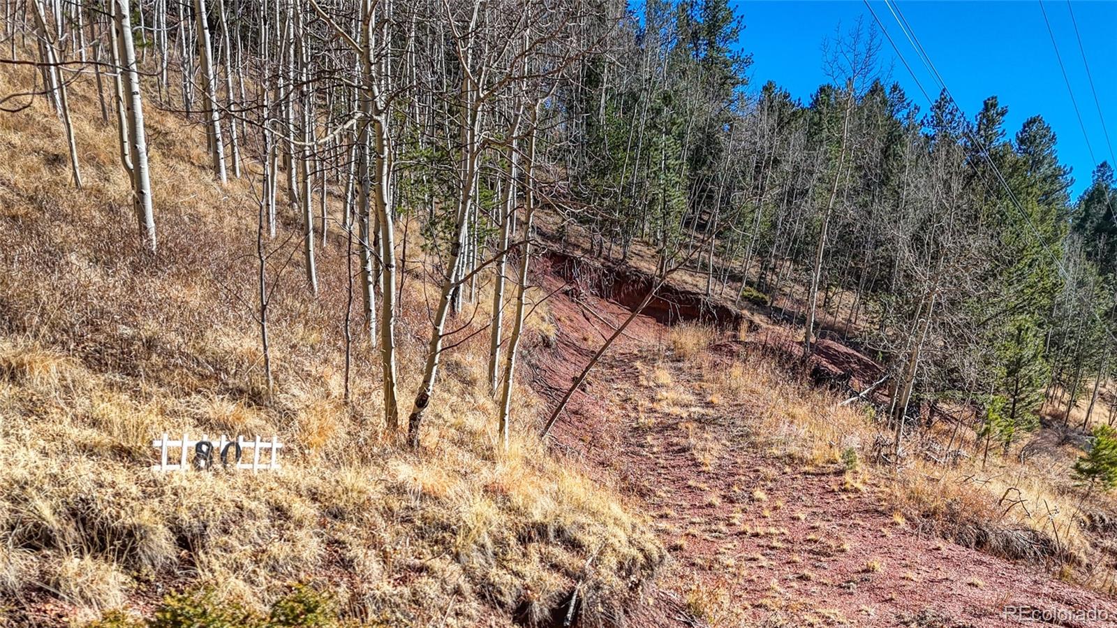 80 Beaver Pond Road Divide, CO 80814 - Photo 17 of 27 a view of a yard with a tree