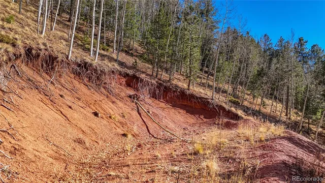 a view of a yard with trees