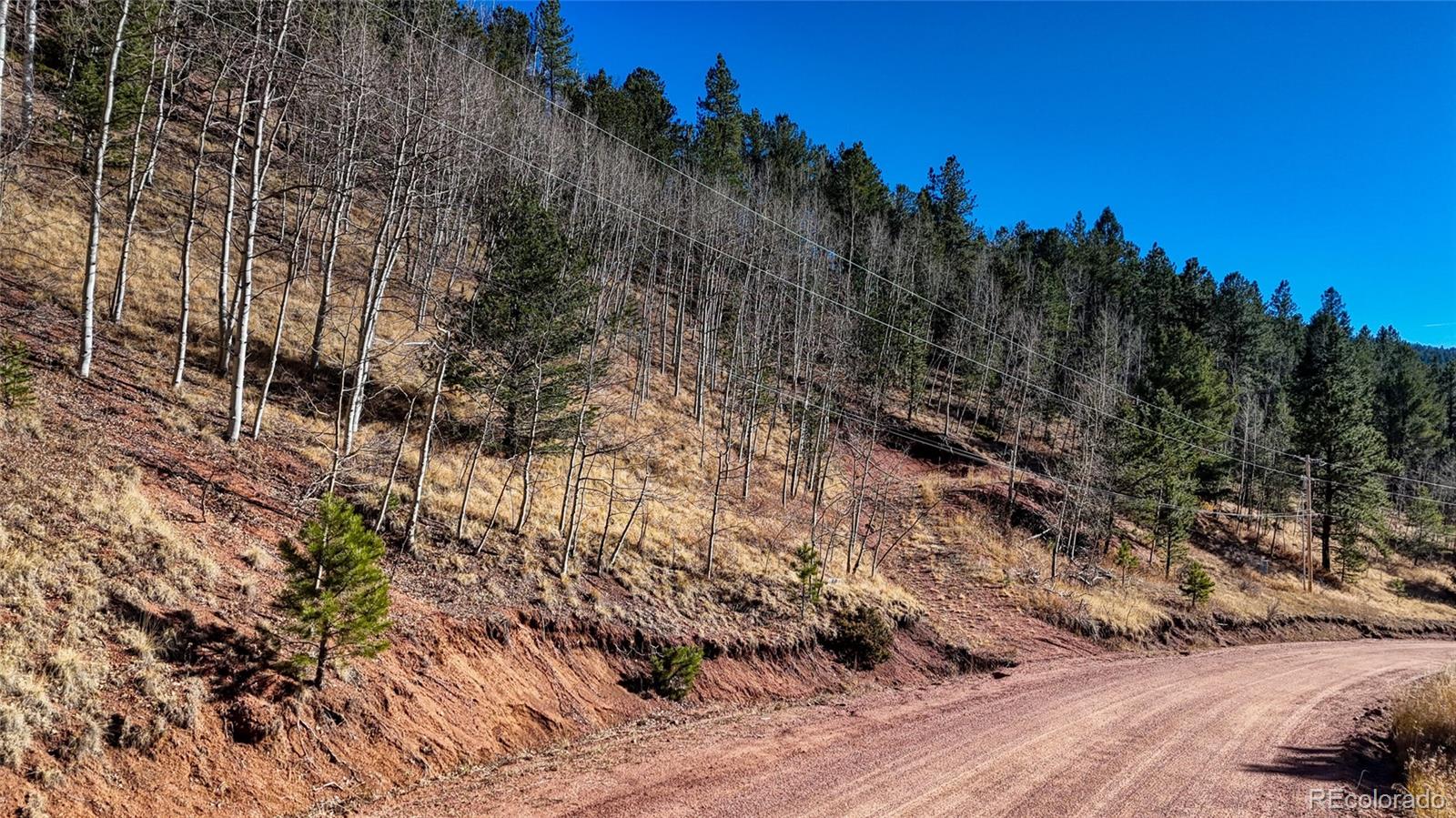 80 Beaver Pond Road Divide, CO 80814 - Photo 20 of 27 a view of a yard with a tree
