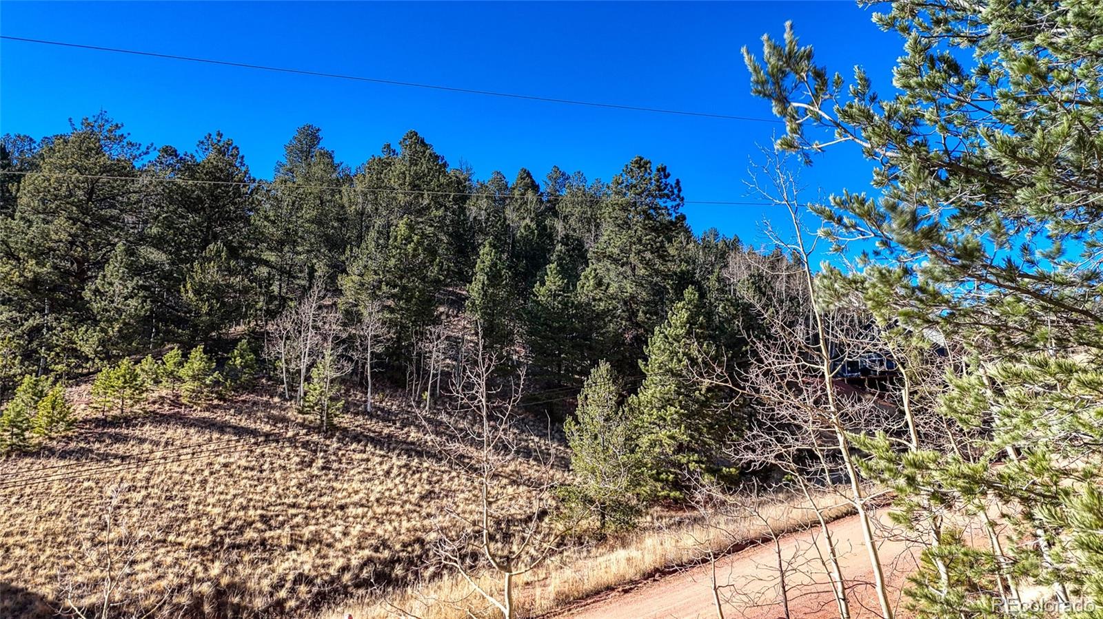 80 Beaver Pond Road Divide, CO 80814 - Photo 26 of 27 a view of a tree in a yard with a tree