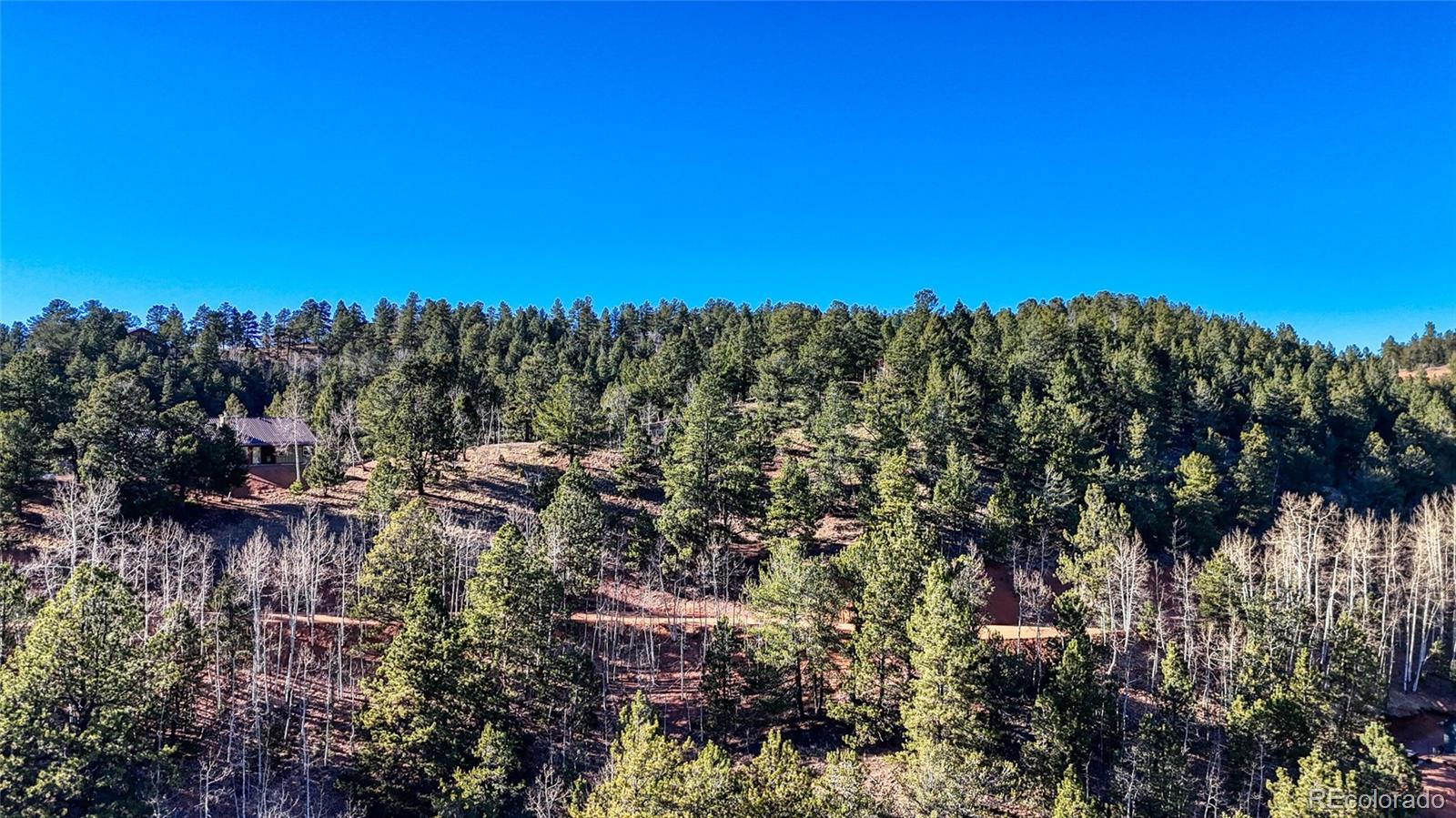 80 Beaver Pond Road Divide, CO 80814 - Photo 27 of 27 a view of a large tree with a tree in the background