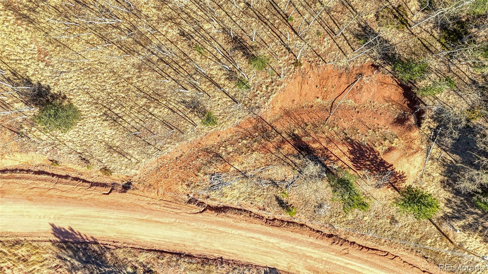 80 Beaver Pond Road Divide, CO 80814 - Photo 9 of 27 a view of yard with large trees