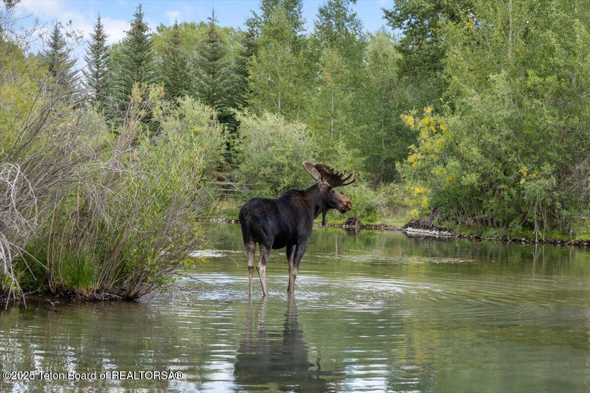 3932 Linn Ranch Road Wilson, WY 83014 - Photo 4 of 78 Bull Moose in Pond
