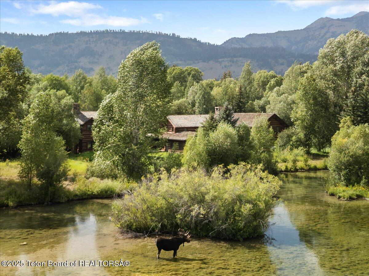 3932 Linn Ranch Road Wilson, WY 83014 - Photo 64 of 78 Moose in Pond